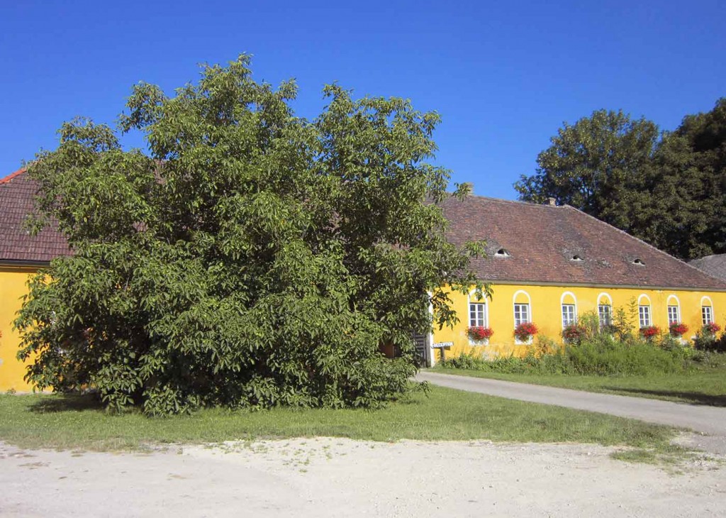 Finsterhof