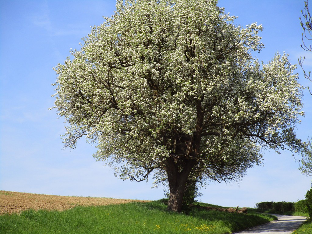 Baum im April